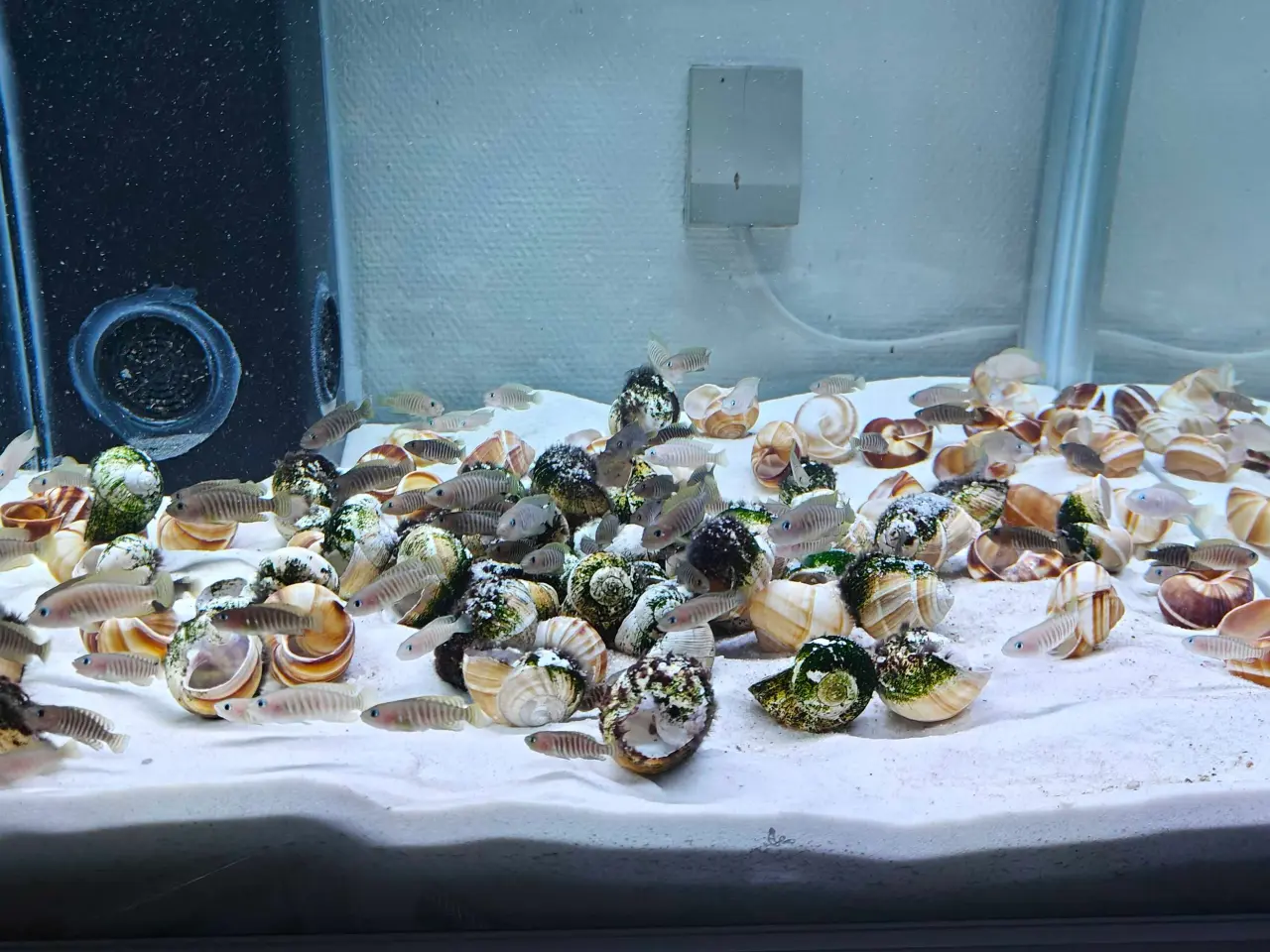 Billede 2 - Neolamprologus Multifasciatus