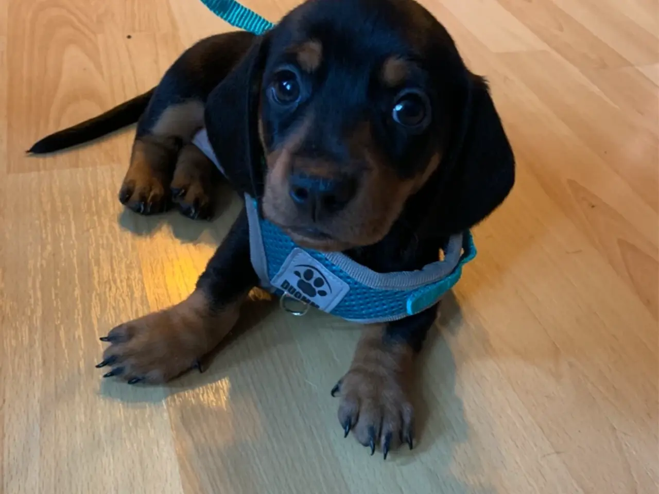 Billede 2 - 3 små miniature - dachshund- hvalpe
