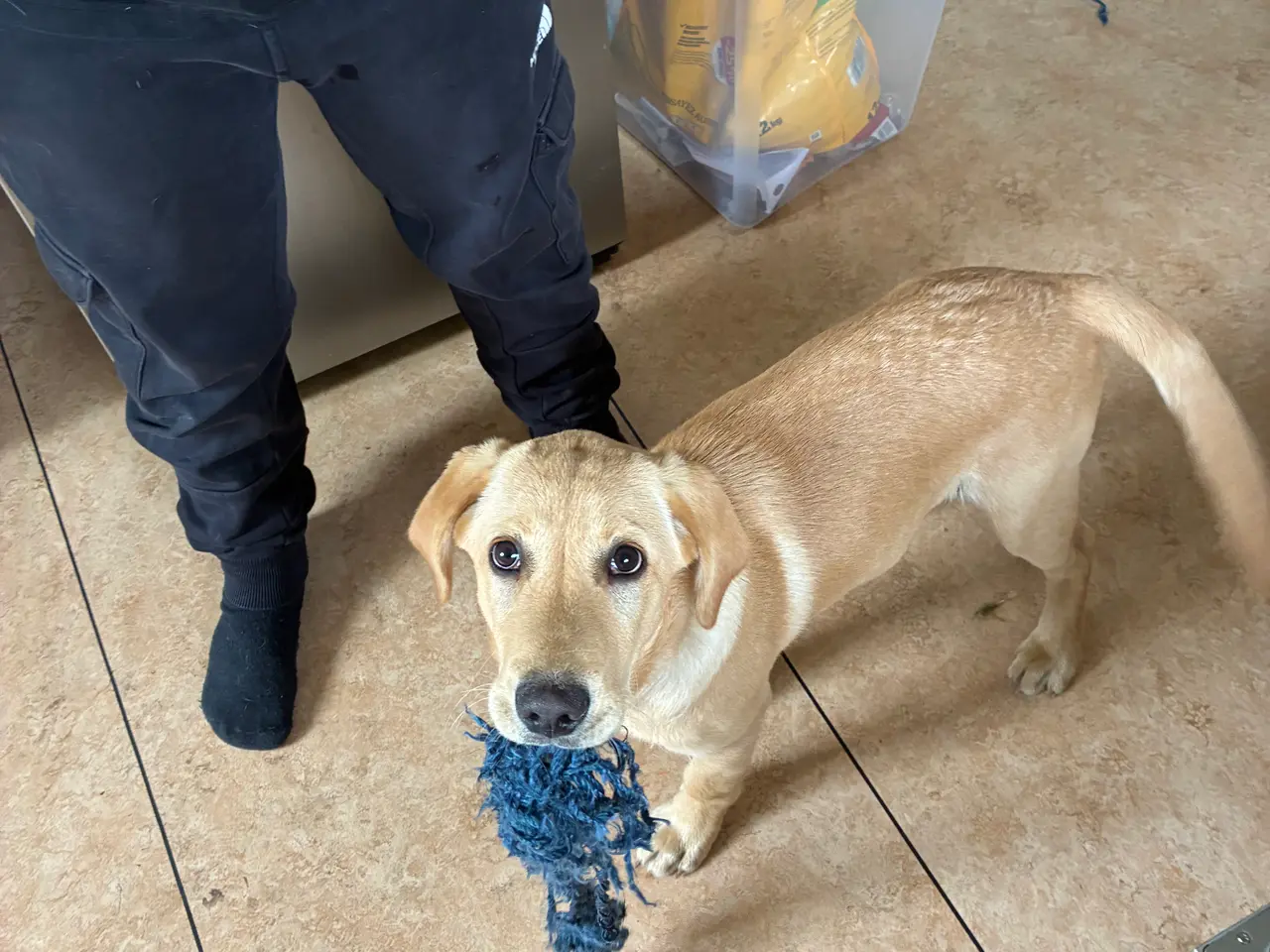Billede 6 - Labrador hvalp han hund 