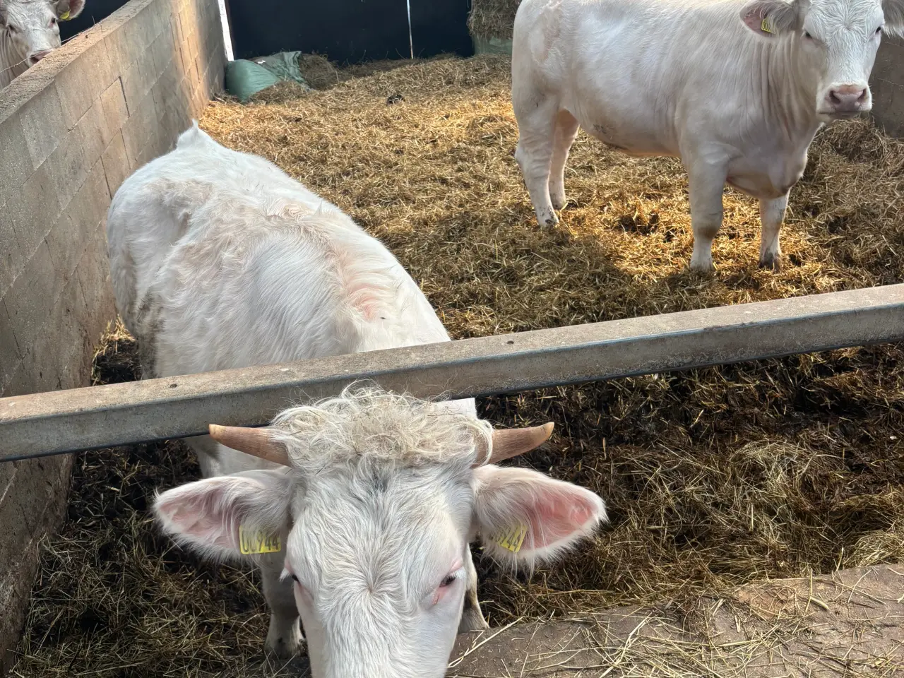Billede 1 - Charolais kælvningskvier 2 stk.
