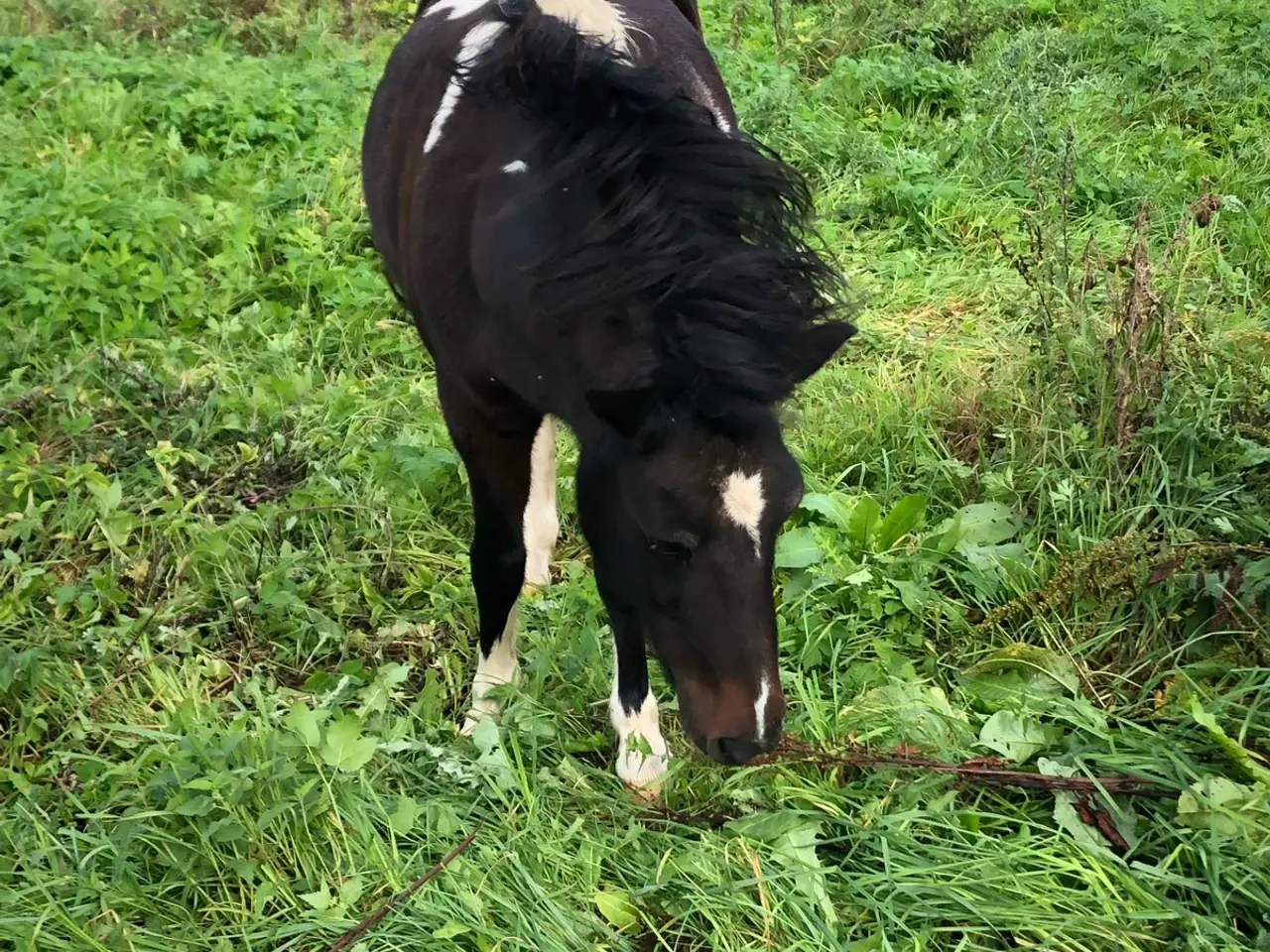 Billede 1 - Søges tilkørt pony eller hest 