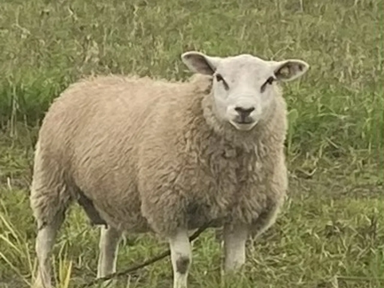 Billede 1 - Avls vædder - race Texel