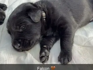 Labrador og Malinois blandning