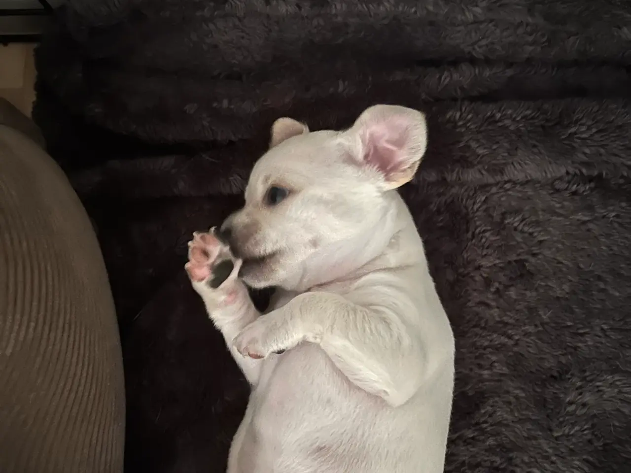 Billede 1 - Chihuahua blanding 