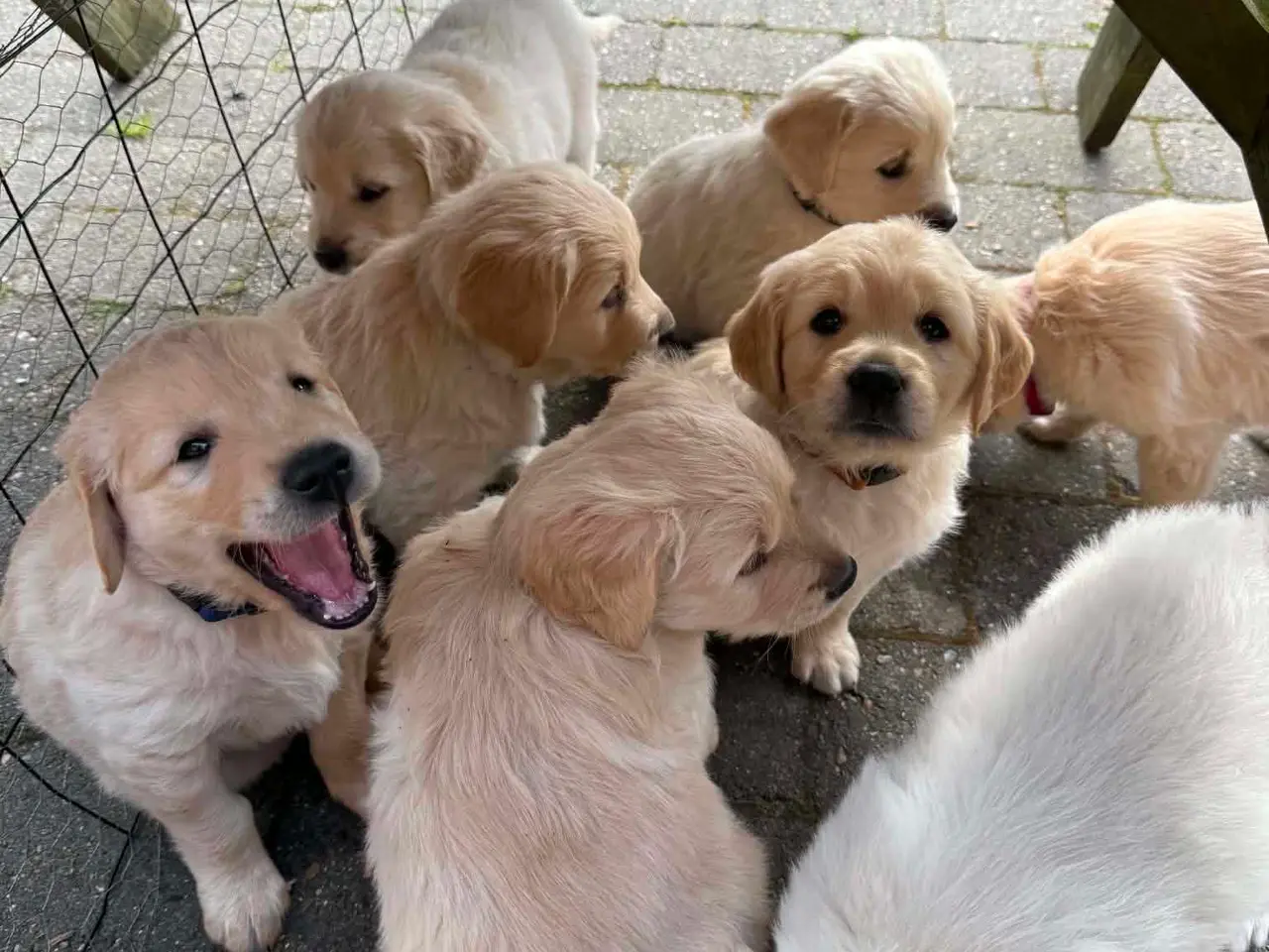 Billede 3 - Golden Retriever hvalpe