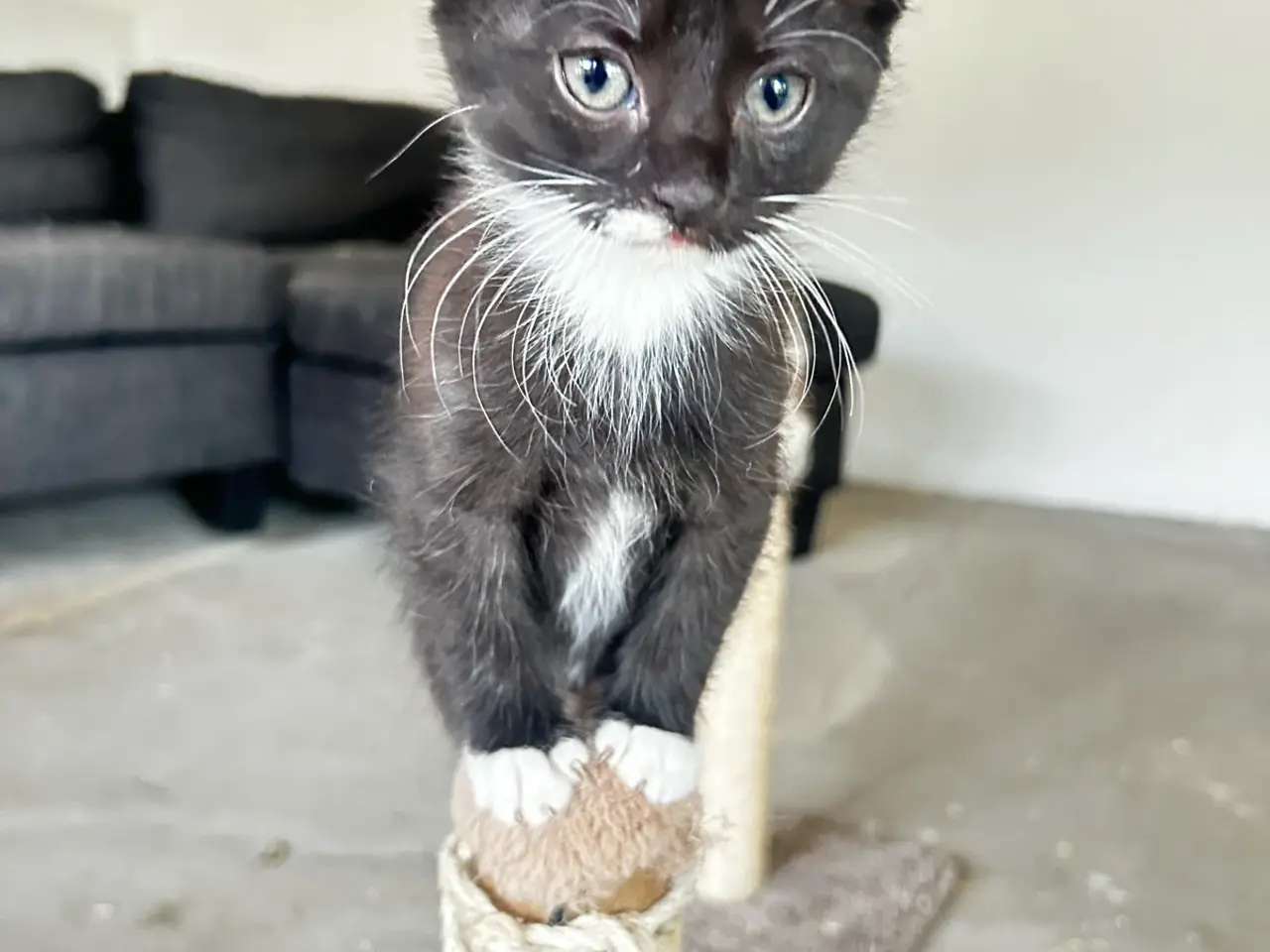 Billede 9 - Søde katte killinger søger hjem❤️