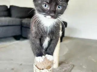 Søde katte killinger søger hjem❤️