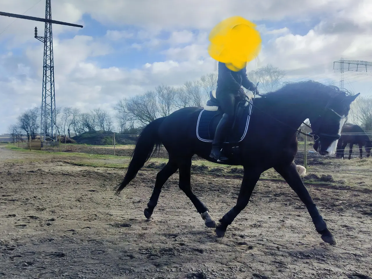 Billede 4 - Smuk glans billede af en vallak