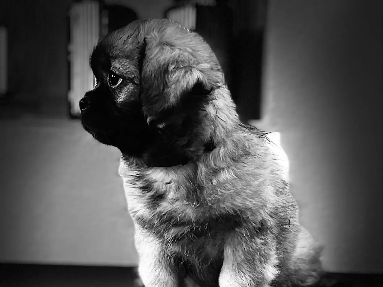 Billede 2 - Amber: Tibetansk spaniel tæve 