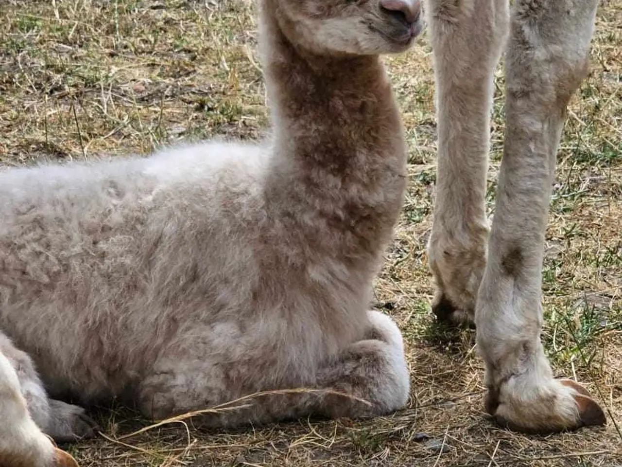Billede 7 - Alpaca, 2 stk. 4.000 - 6.000