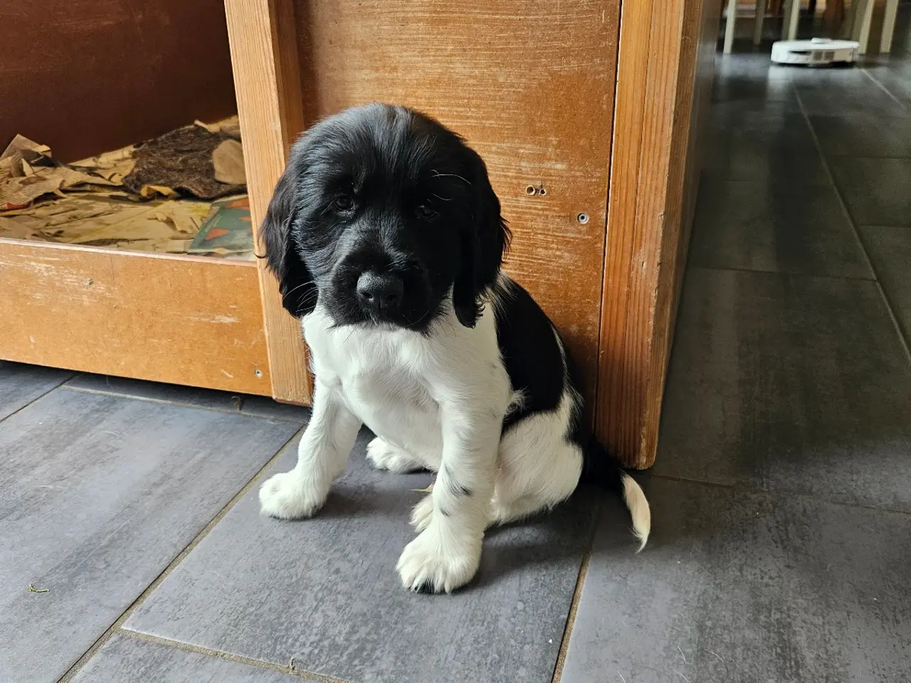 Billede 17 - Engelsk springer spaniel