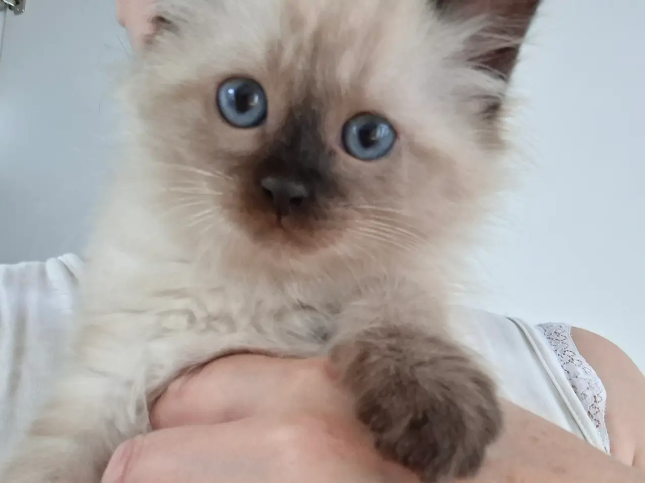 Billede 11 - Skønne Ragdoll killinger 🐾🤎