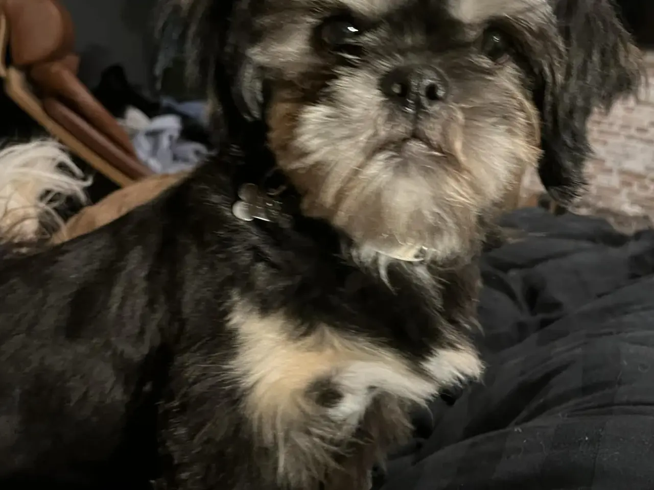 Billede 3 - Shih Tzu til parring