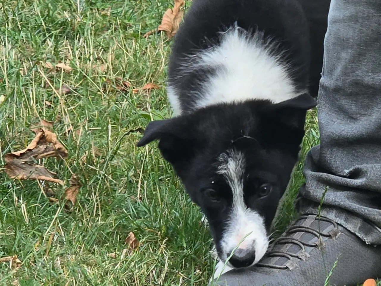 Billede 6 - De skønneste Border Collie hvalpe søger nyt hjem