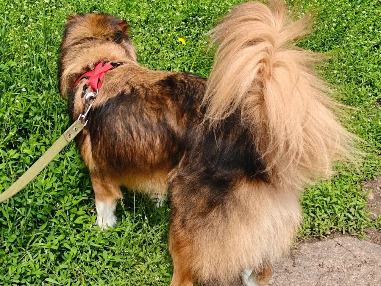 Billede 2 - Ukrainsk hund søger hjem
