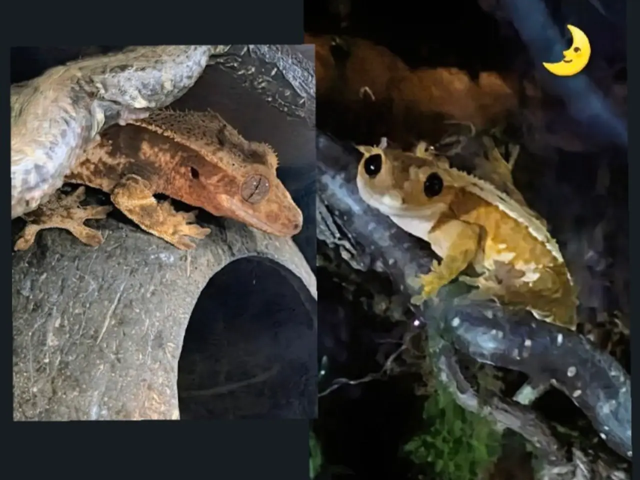 Billede 12 - Kronegekko par. 🦎🦎