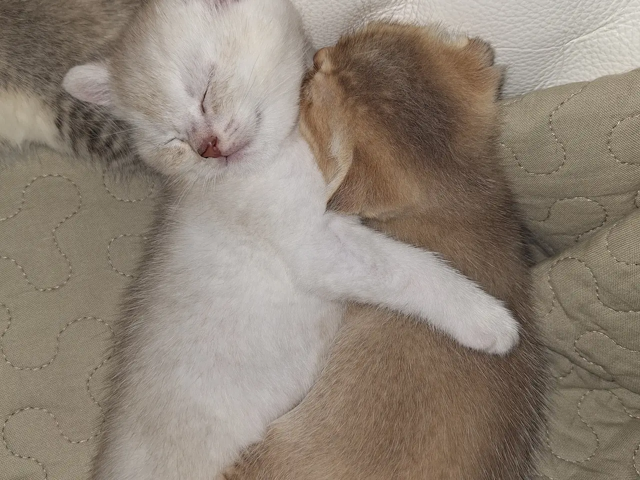 Billede 14 - British shorthair