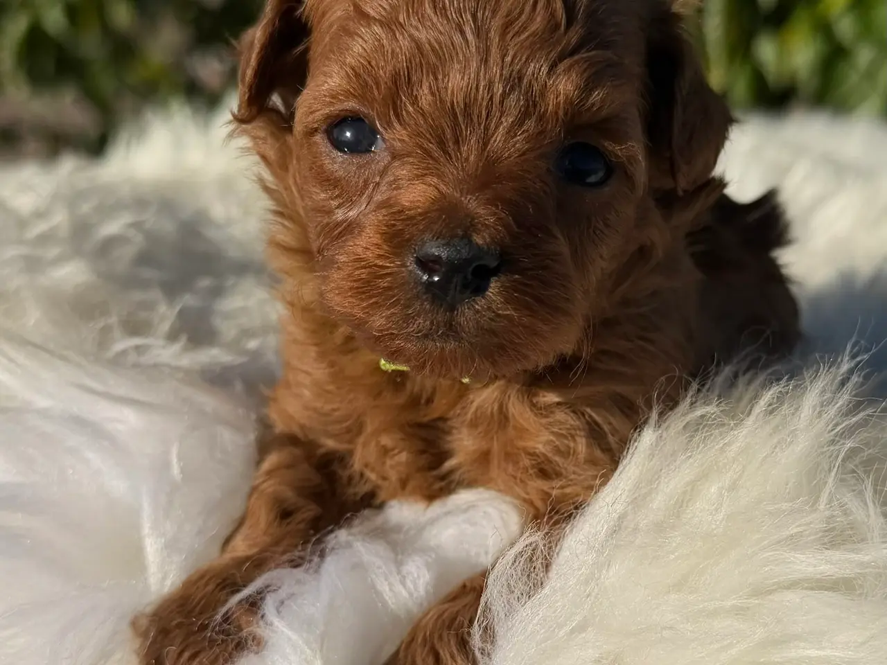 Billede 6 - Goldendoodle F1B