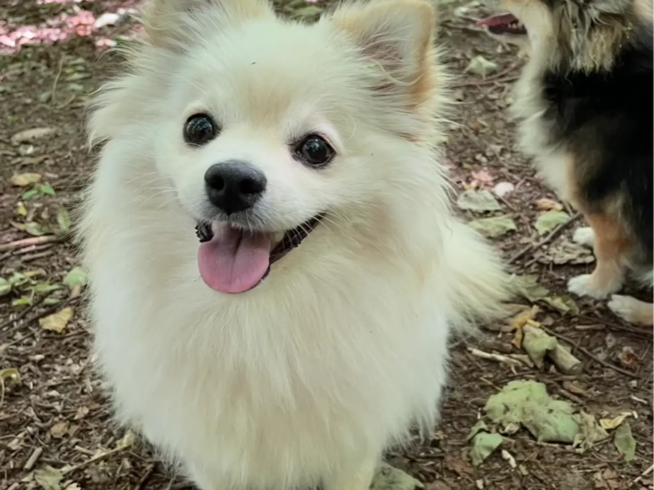 Billede 4 - Flot Pomchi pige