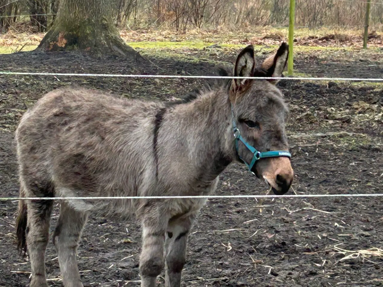 Billede 1 - Bedækning tilbydes