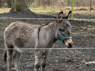 Bedækning tilbydes