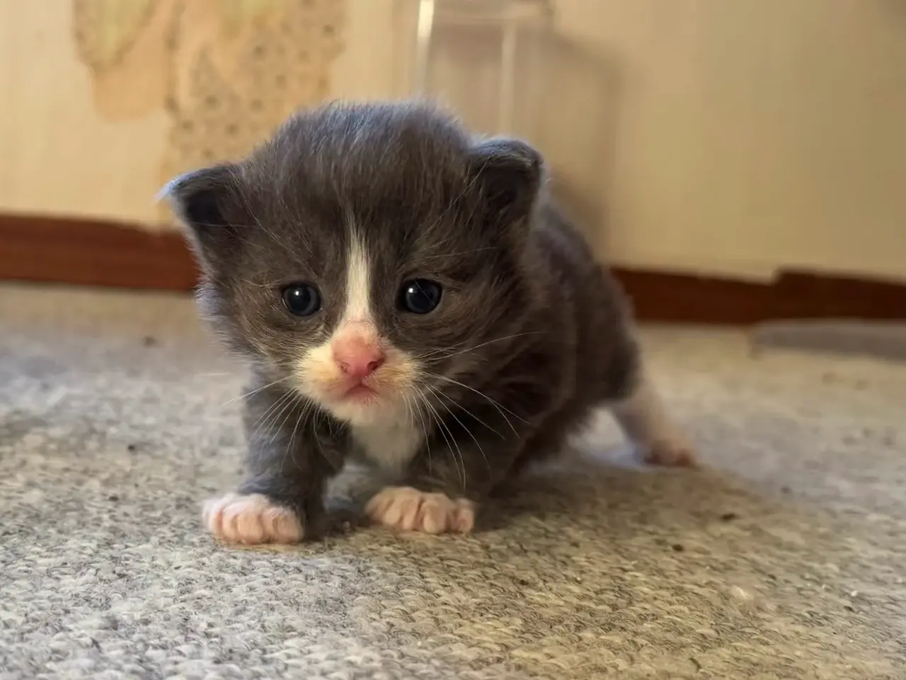 Billede 2 - 💙Sød Maine Coon/Ragdoll hankilling💙