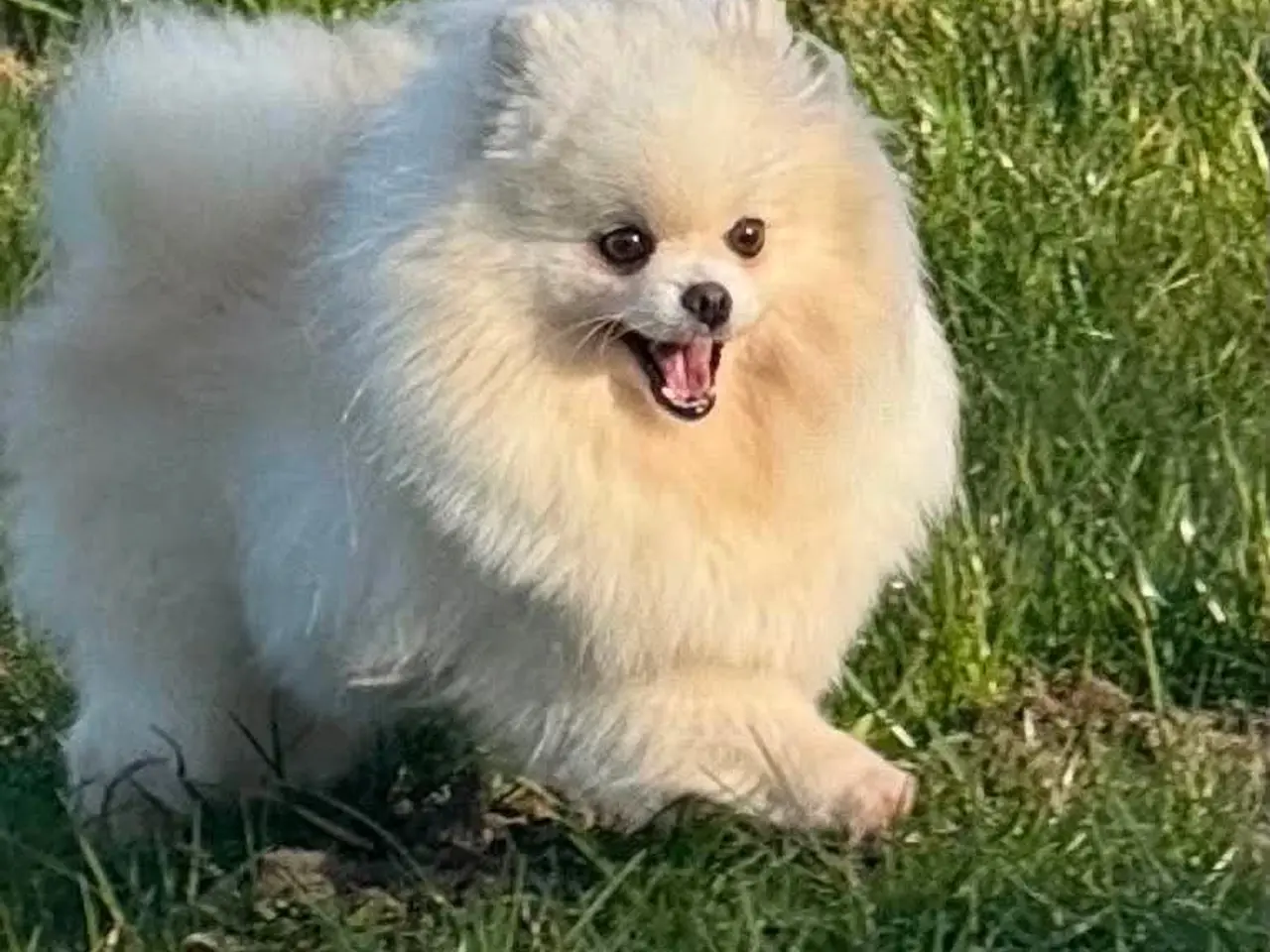 Billede 6 - Pomeranian pige søger et kærligt hjem
