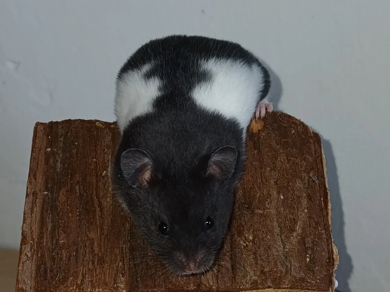 Billede 15 - Guldhamster unger