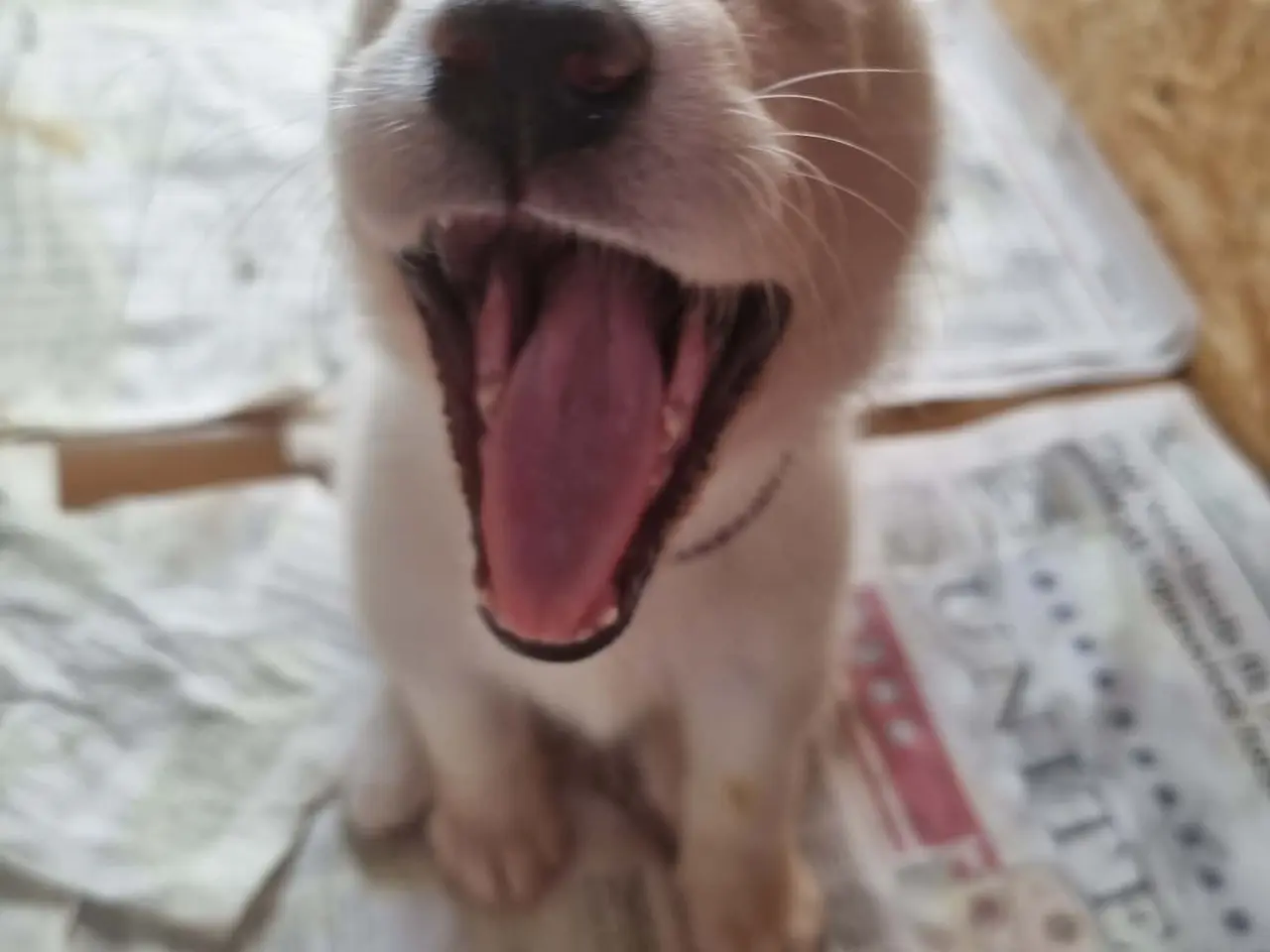 Billede 19 - Siberian husky og samojede hvalpe sælges