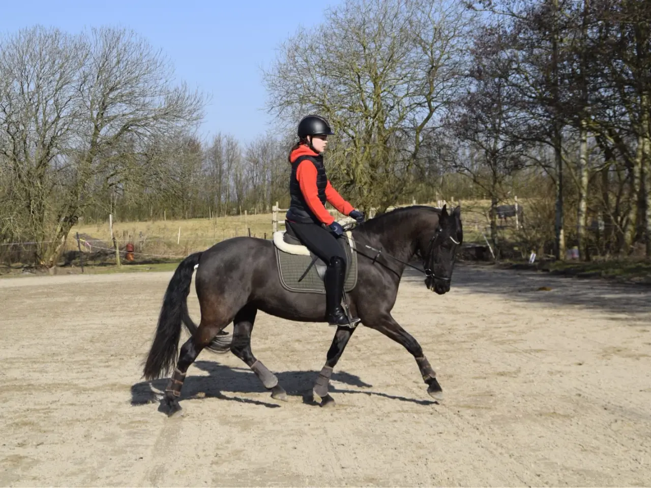 Billede 13 - Halv frieser halv pony