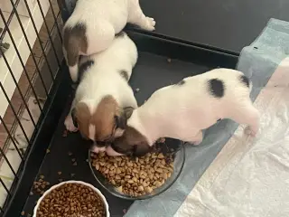 Jack Russell hvalp - DKK stamtavle - 5 uger  - 5