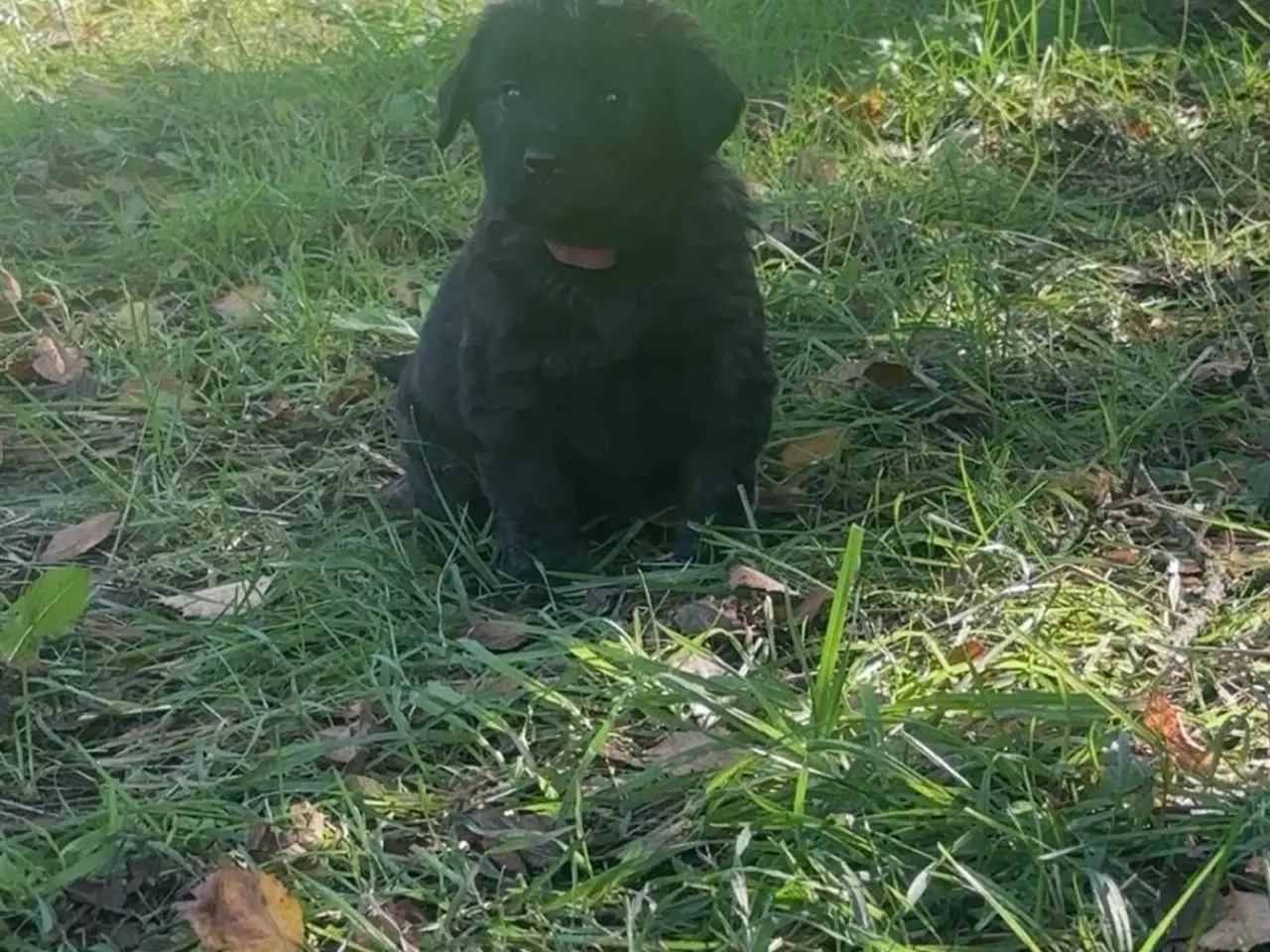 Billede 3 - Golden Doodle