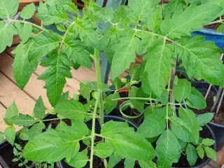 Tomatplanter til terrasse/altan og friland mm.