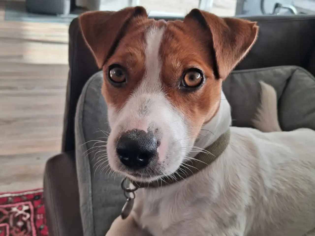 Billede 7 - Jack Russell Hvalpe - Glathåret - DKK stamtavle