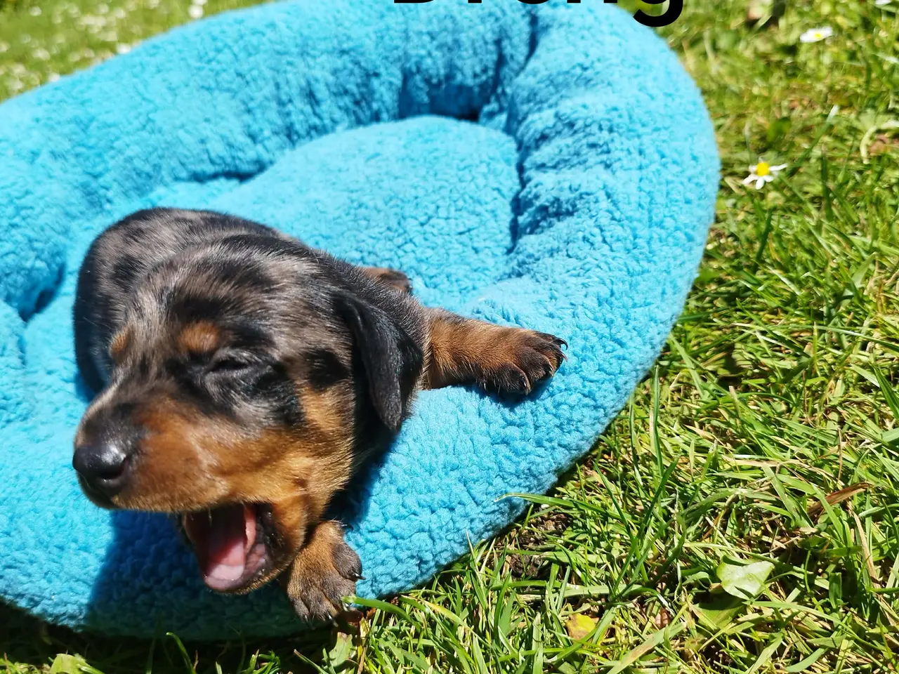 Billede 1 - Danmarks kønneste Gravhunde hvalpe