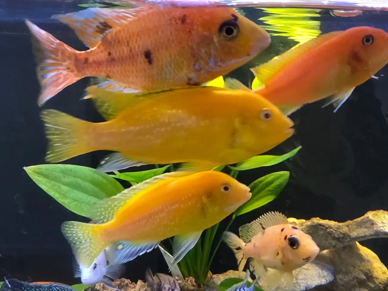 Billede 2 - Yellow Lab (Labidochromis caeruleus)