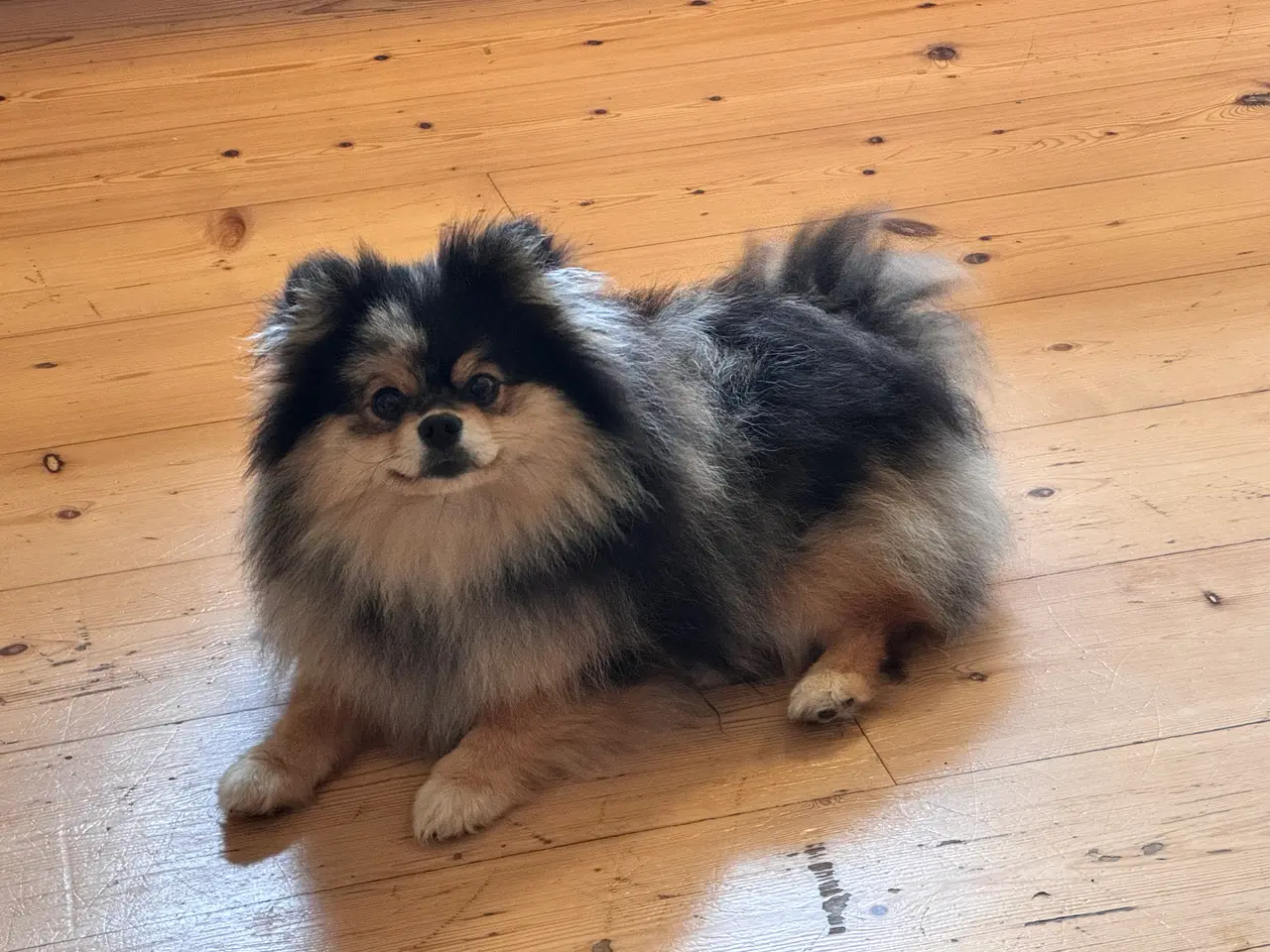 Billede 5 - Pomeranian Merle