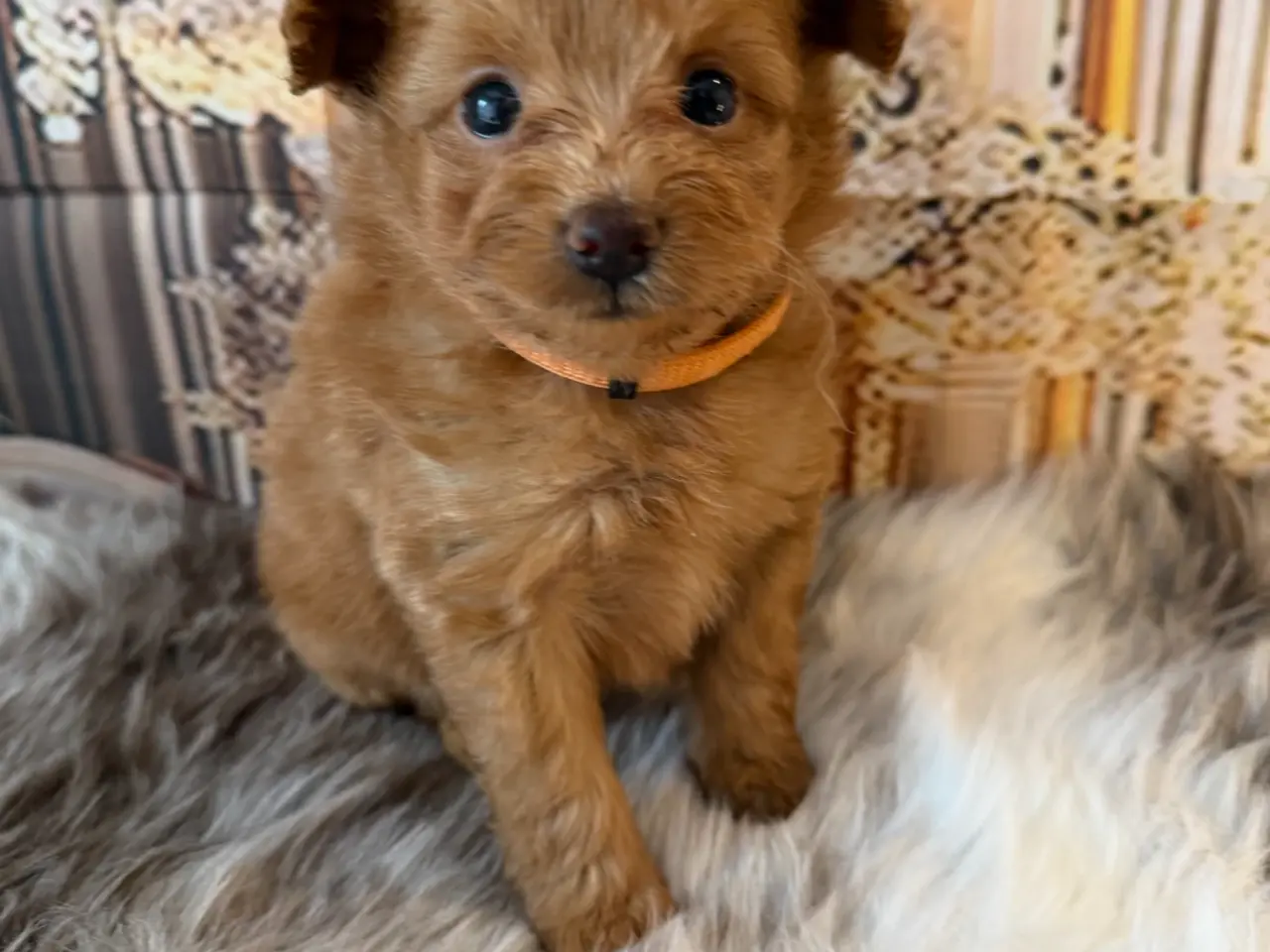 Billede 1 - Små skønne Pomapoo hvalpe ❤️🐾