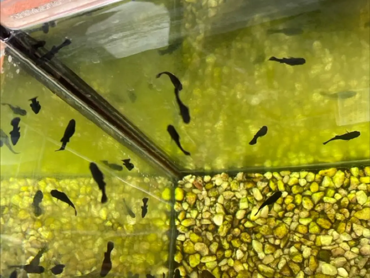 Billede 1 - Sort Molly akvarium fisk