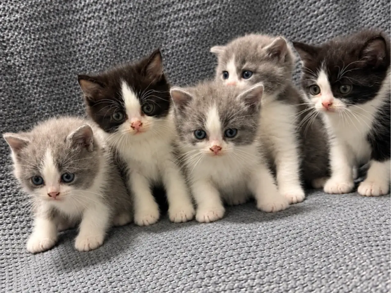 Billede 5 - British shorthairx ragdoll killinger sælges