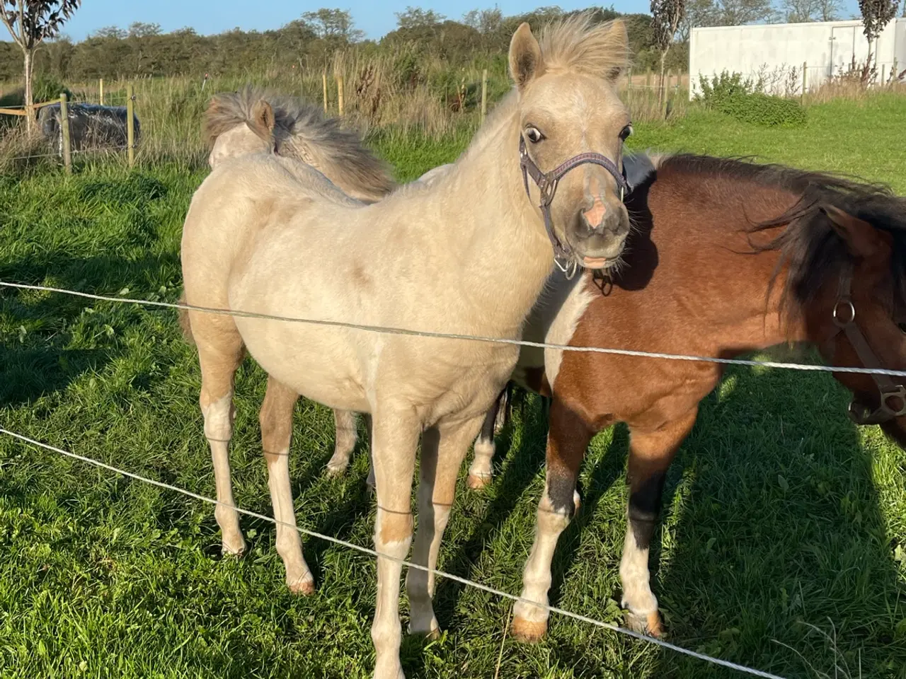 Billede 4 - Welsh partbred hingsteføl
