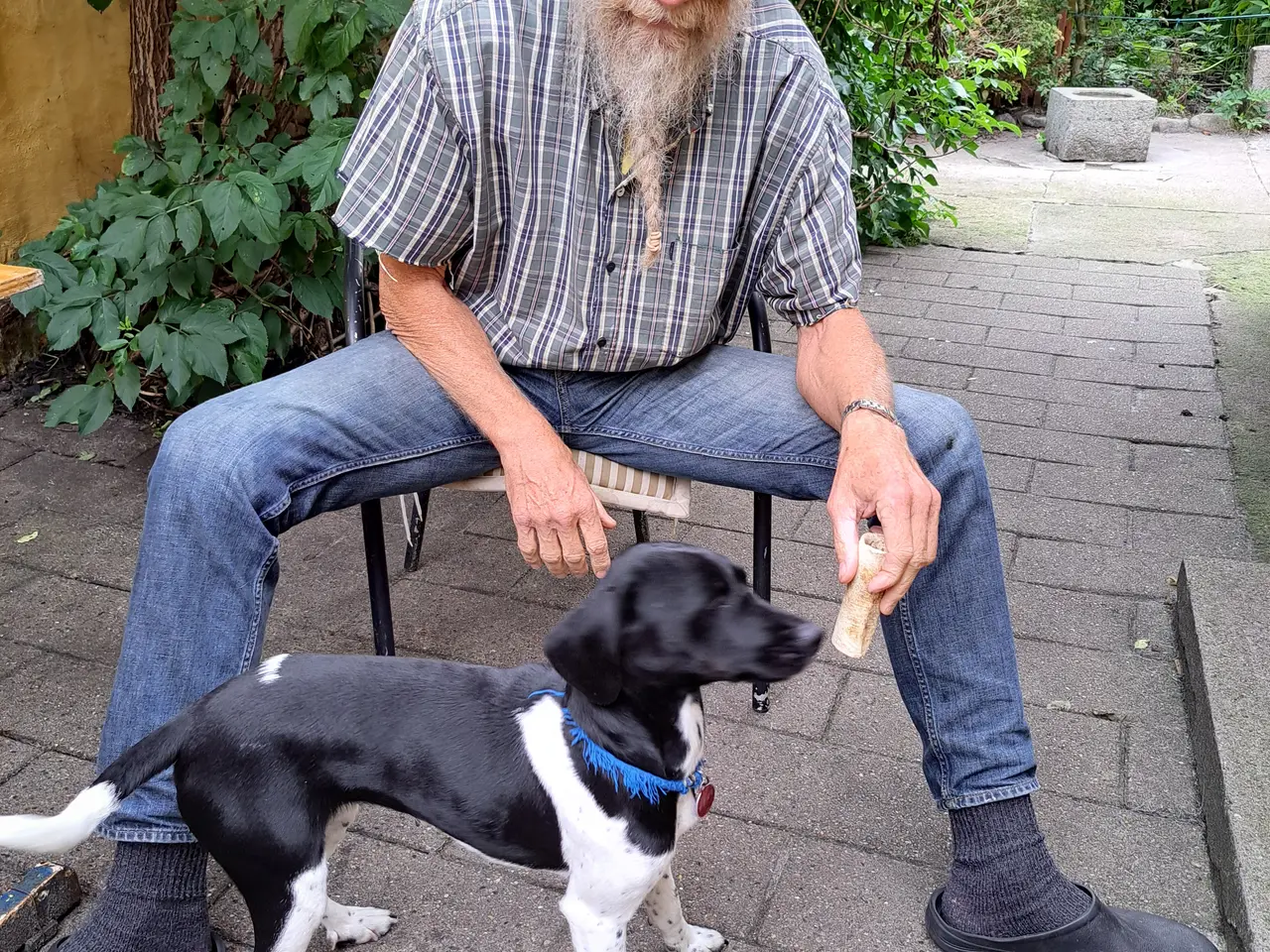 Billede 6 - Mest Dansk Svensk gårdhund.