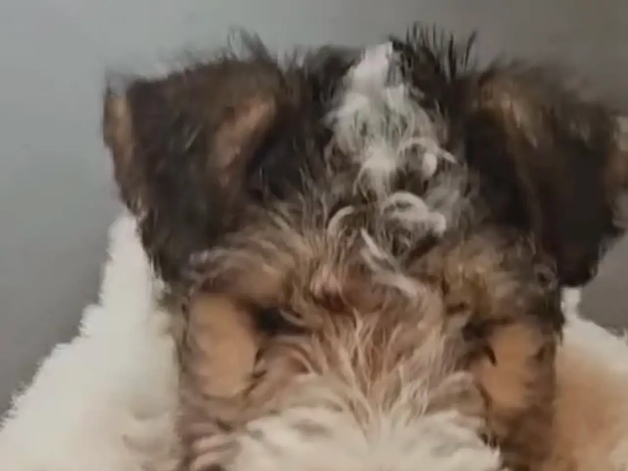 Billede 3 - Ruhåret Fox Terrier