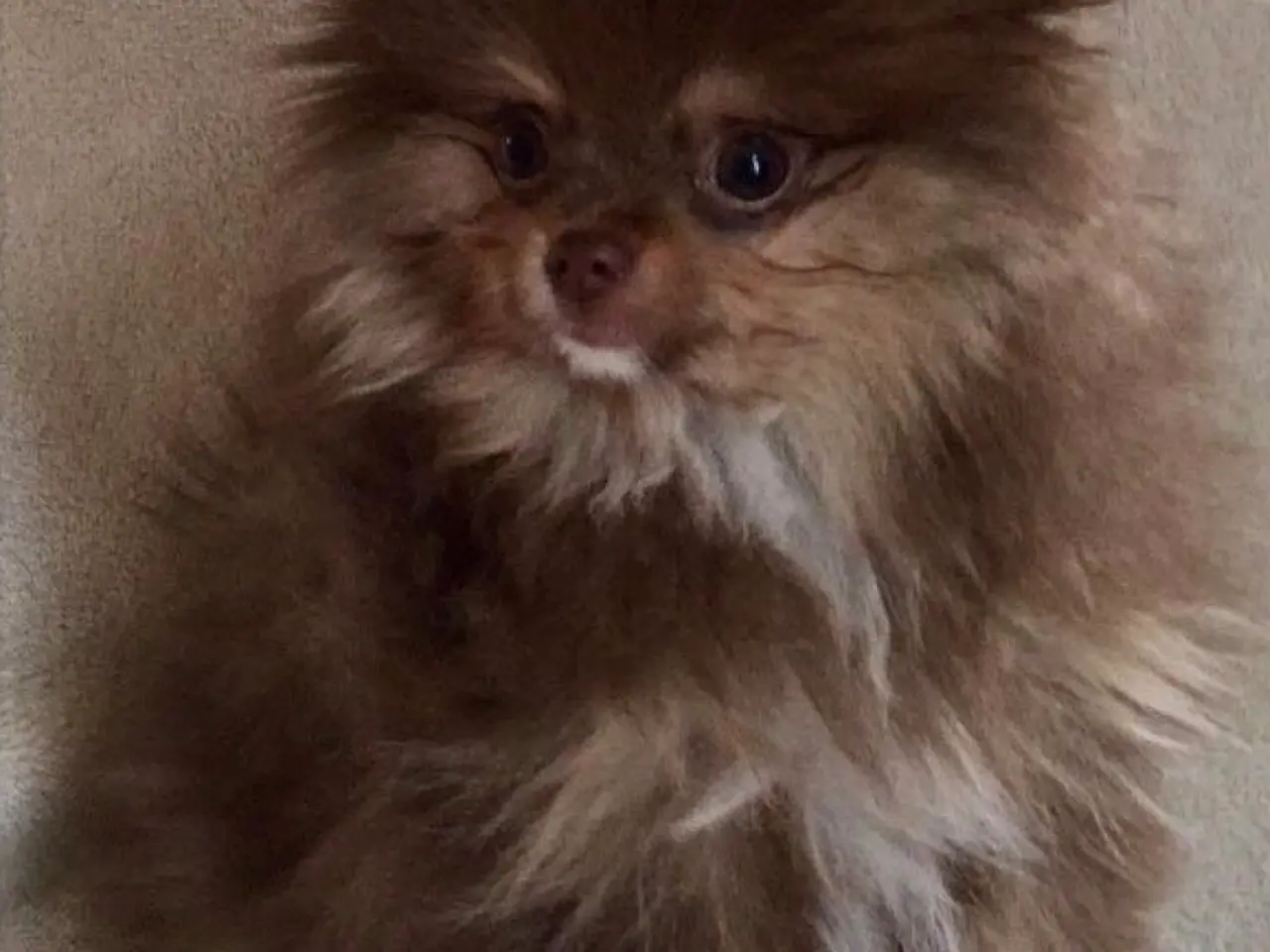 Billede 4 - SØGER POMERANIAN