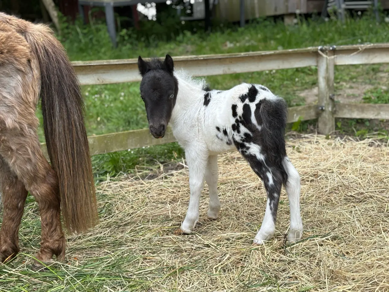 Billede 4 - Skønneste Ifolede Falabella miniature heste