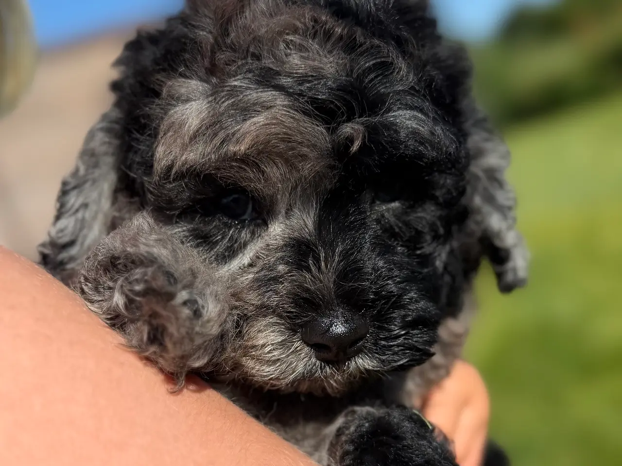 Billede 3 - amerikansk cockapoo dreng