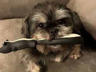 Shih Tzu til parring