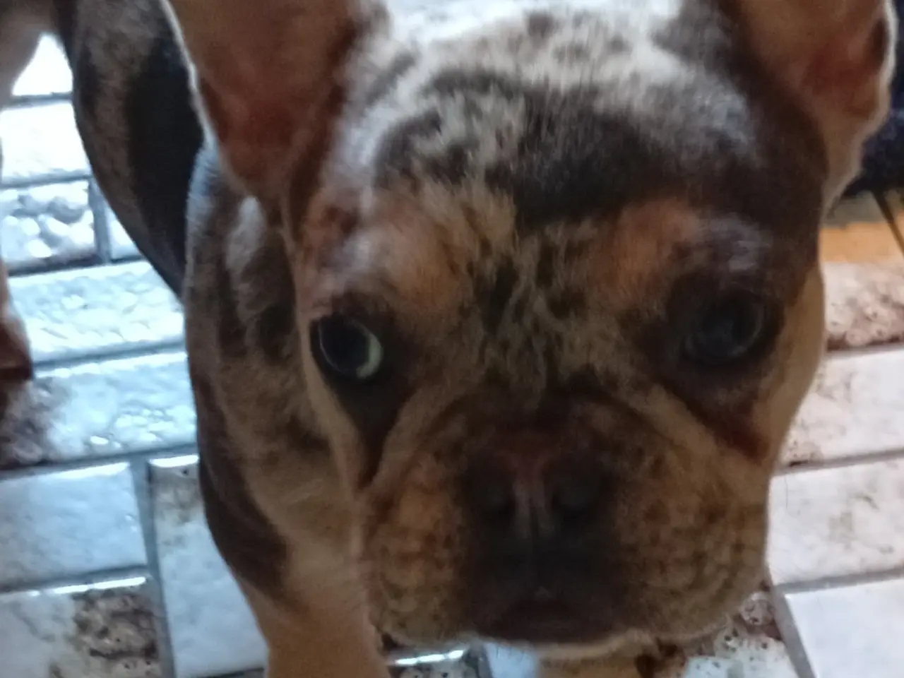 Billede 4 - Hund til salg