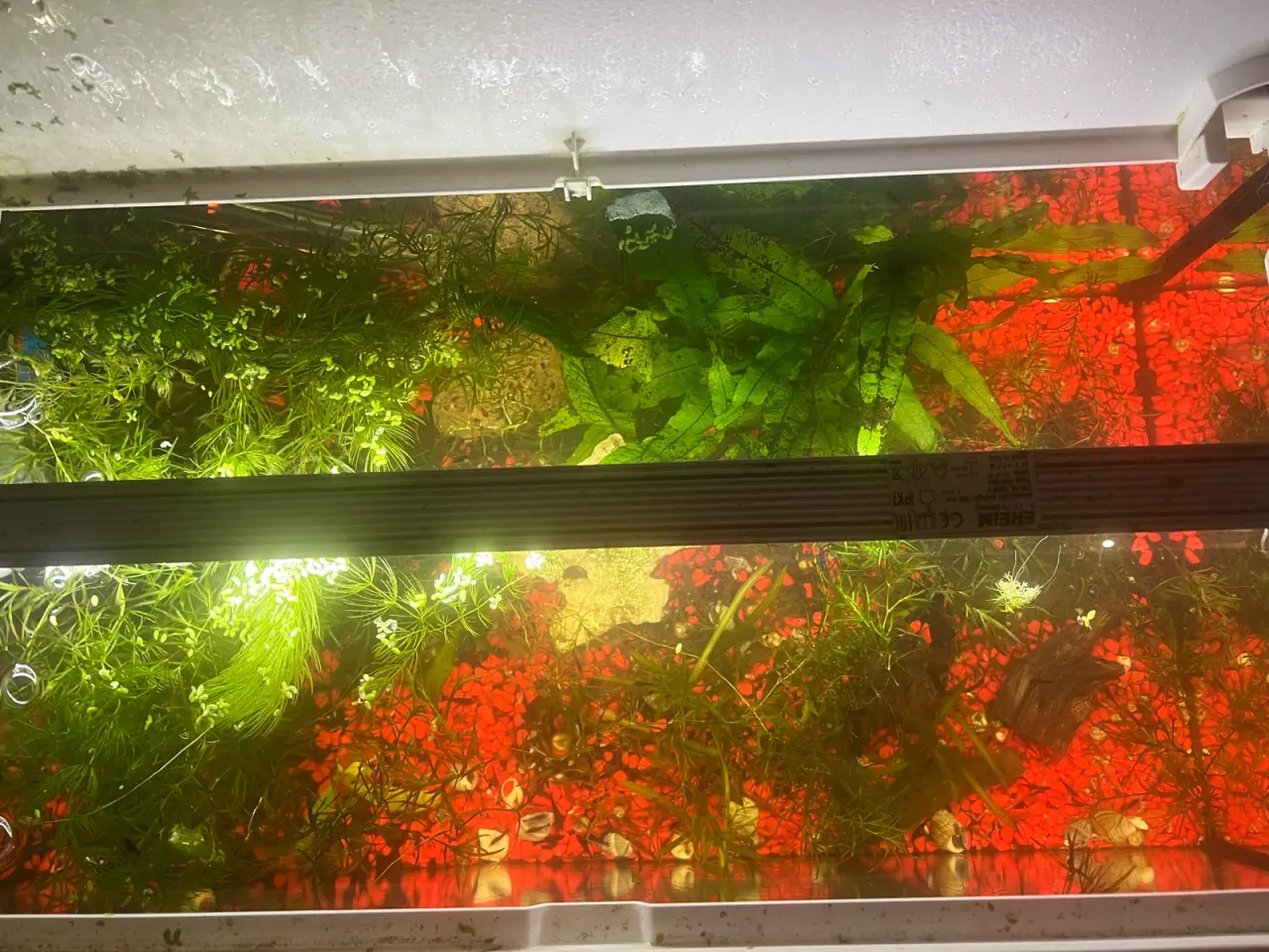 Billede 8 - Eheim akvarie