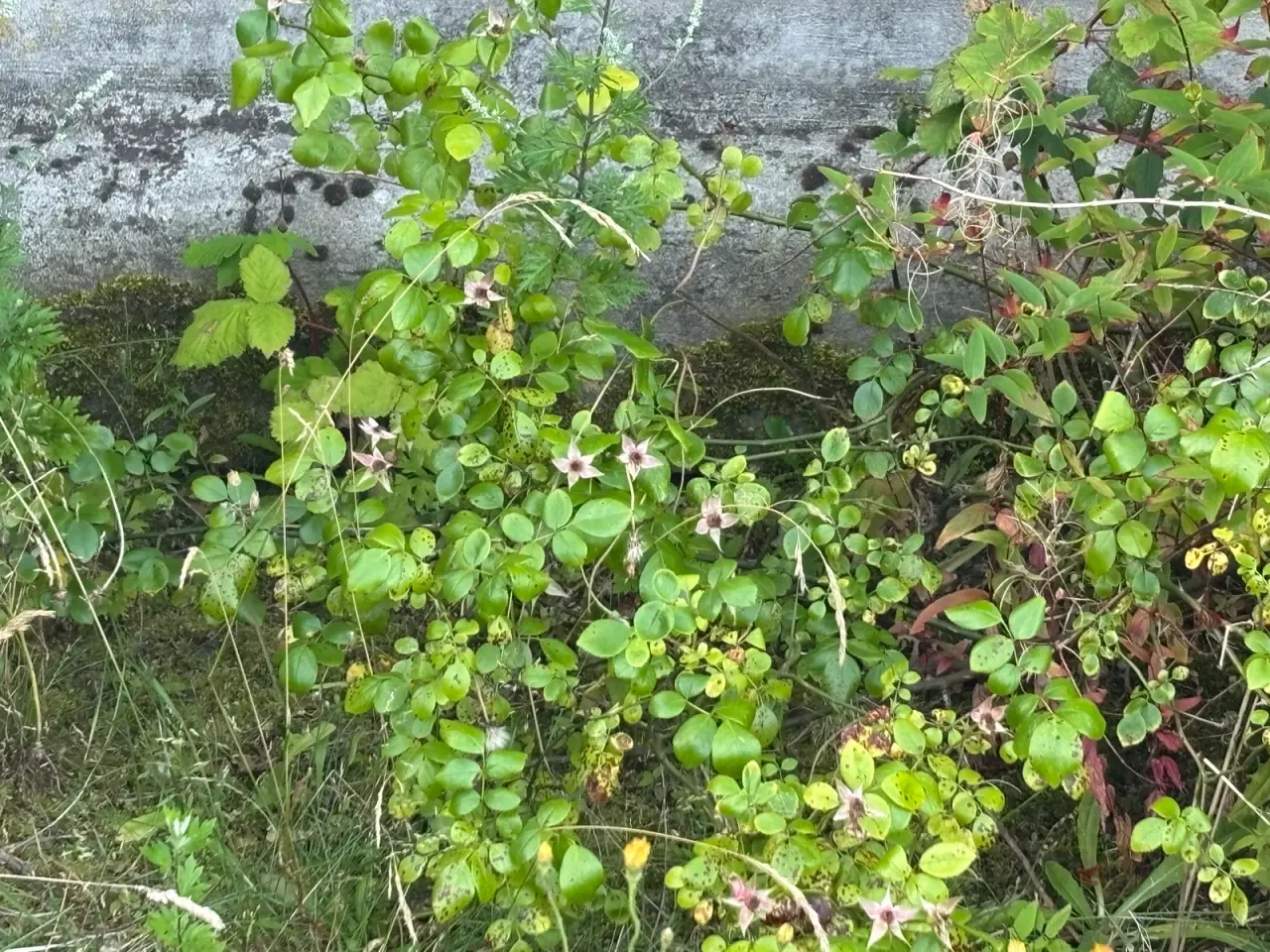 Billede 4 - Planter, buske, træer m.m.